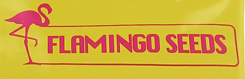 فلامینگو سیدز-Flamingo seeds