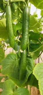 بذر خیار گلخانه ای بهتا آتامیس - تصویر 3