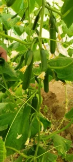 بذر خیار گلخانه ای دیبا آتامیس - تصویر 3