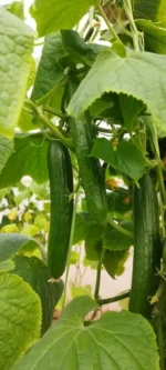 بذر خیار گلخانه ای آذین آتامیس - تصویر 2