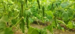 بذر خیار گلخانه ای آذین آتامیس - تصویر 3